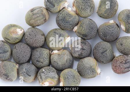 close-up view of radish seeds Stock Photo