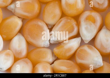 Close-up of fresh, organic, raw corn kernels. Beautiful background of popcorn for various uses. Stock Photo