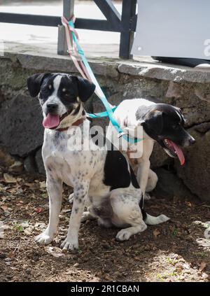 Palm mouse dog spanish purebred native of Canary island Stock Photo