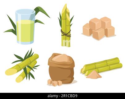 Cartoon sugarcane with stem and leaves Stock Vector
