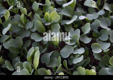 Small green leaves beautiful patterned texture background. Stock Photo