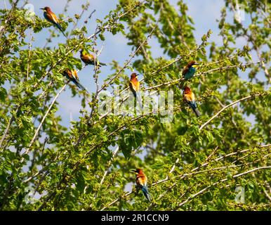 Flock of European Bee-eaters perched in a small tree, Akamas, Cyprus. Stock Photo