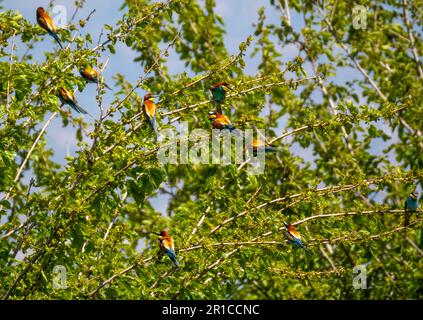 Flock of European Bee-eaters perched in a small tree, Akamas, Cyprus. Stock Photo