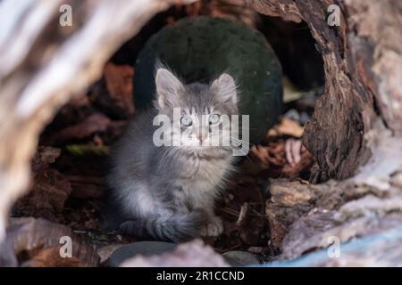 Cute kitten sitting in a tree stump, Akamas, Cyprus. Stock Photo