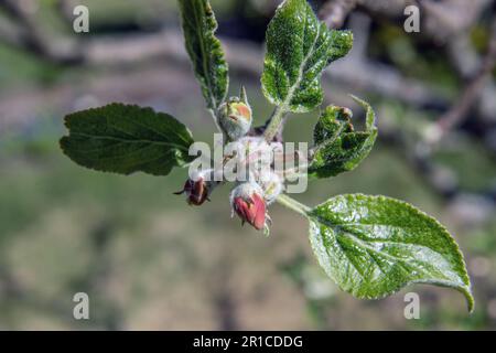 red apple buds - flowering buds on apple tree Stock Photo
