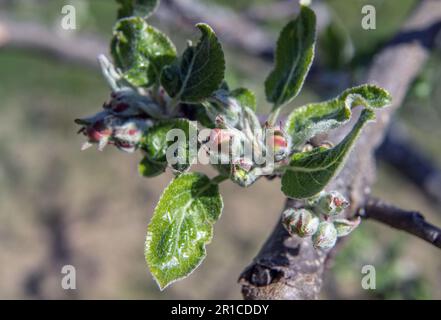 red apple buds - flowering buds on apple tree Stock Photo