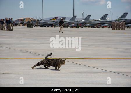 A cat among jet fighter planes, confused and frightened, does not know where to run in a panic. 3. main jet airbase  in Anatolian eagle 2023 Konya Stock Photo