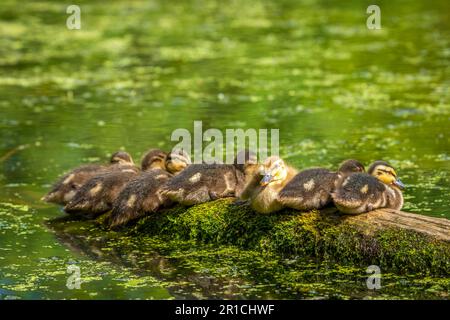 Several Mallard ducklings (Anas platyrhynchos) resting on a log partially submerged in a pond Stock Photo