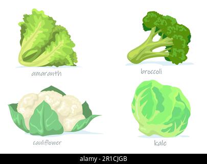 Variety of cabbage flat pictures collection Stock Vector