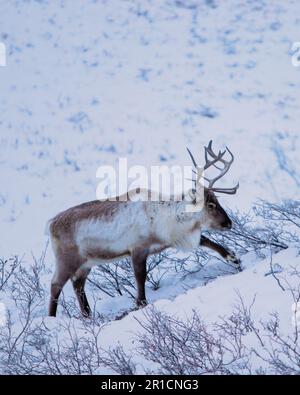 A small, white-furred reindeer stands in a snowy landscape, surrounded by a cluster of dry bushes Stock Photo