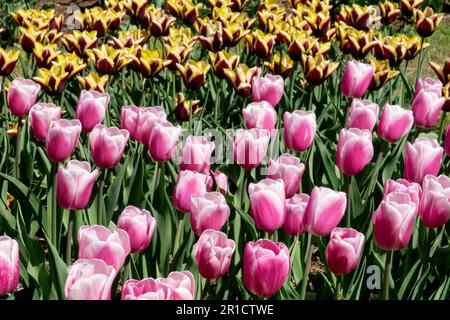 Pink, Yellow, Dark Red, White, Multicolour, Tulips, Spring, Bed, Garden Stock Photo
