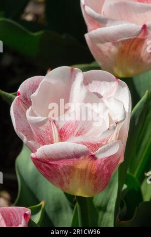 White Pink, Garden, Tulip, Cultivar, 'Calgary Sensation' Tulips Stock Photo