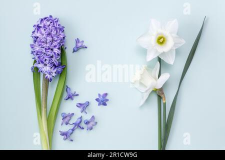 Hyacinth and daffodils on light blue background Stock Photo