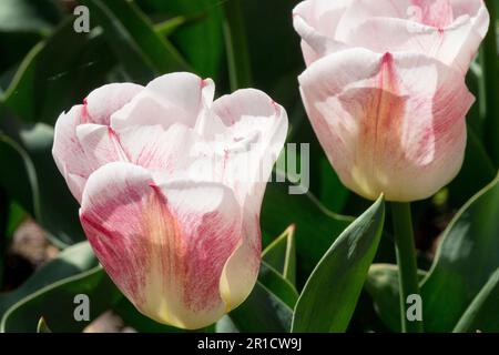 Spring, White Pink, Tulip "Calgary Sensation" Stock Photo