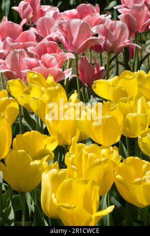 Tulip 'Golden Parade','Tulip Apricot Impression', Mixed, Tulips,   Pink, Yellow, Garden, Flower Bed Stock Photo