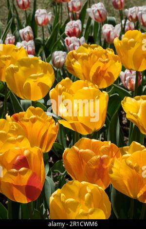 Tulipa 'Beauty of Apeldoorn', Darwin hybrid, Cultivar, Tulip in garden Stock Photo