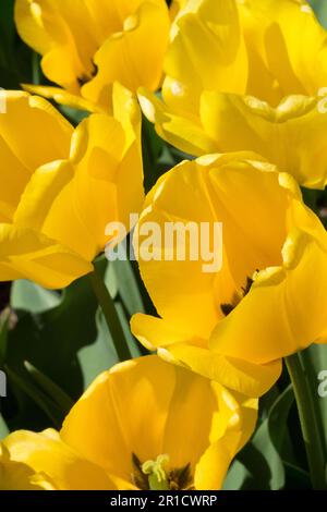 Yellow Tulips, Darwin Tulip 'Golden Apeldoorn' Stock Photo
