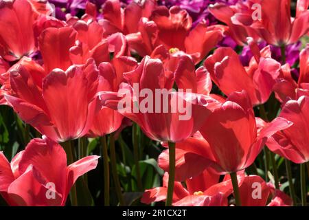 Rose, Bright, Red, Tulip 'Design Impression', Tulips Stock Photo