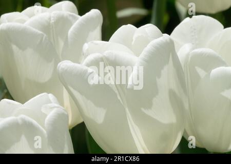 Tulip 'Hakuun' Tulips, White, Tulipa 'Hakuun' Stock Photo