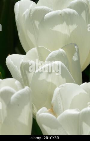 Tulip 'Hakuun' Tulipa, White, Tulips, Spring, Flowers, Petals Stock Photo