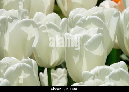 Darwin hybrid, Bright, Colour, White, Tulipa 'Hakuun', Tulips, Sunlit Stock Photo