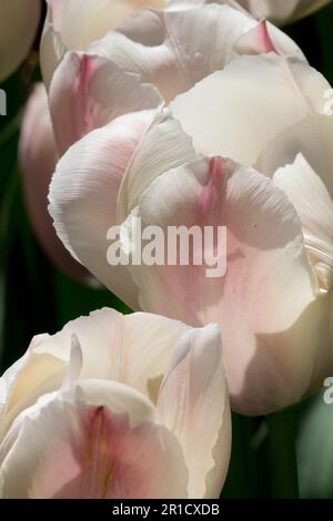 Beauty, Tulips, Petals, Tulip 'Van Eijk Salmon' Tulipa, White Pink tint, Flower Stock Photo