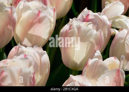 Spring, Season, Tulips 'Van Eijk Salmon', Tulip, Group, Darwin hybrid, Cream, Bright Stock Photo