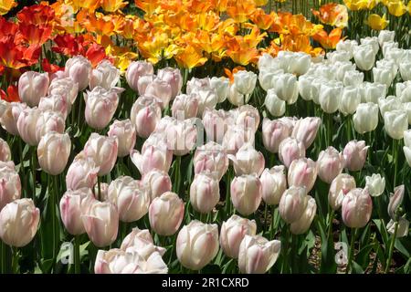 Wide colour range, Display, Flower Bed, Tulips, Mixed, Spring, Season, Garden, White Tulipa 'Hakuun', Tulipa 'Van Eijk Salmon', Tulipa 'World Peace' Stock Photo