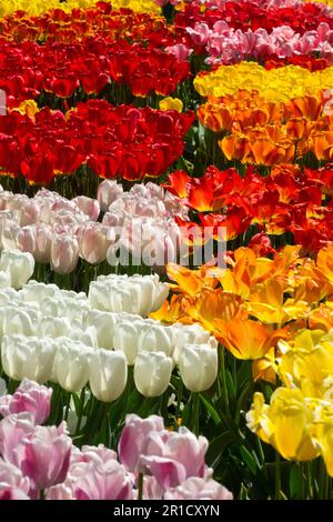Multicolour, Group, Garden, Display, Tulips, Colourful, Cultivars, White, Orange, Red, Pink Mixed, Flower Bed Stock Photo