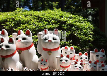 Gotokuji, the famous cat shrine in tokyo, which  the beckoning cat is its mascot Stock Photo