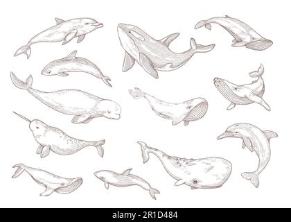 Species of whales isolated hand drawn vector illustration set Stock Vector