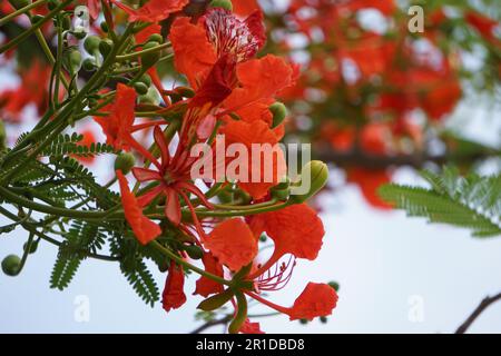 Most Popular May Mara Flowers - Red Flowers Stock Photo