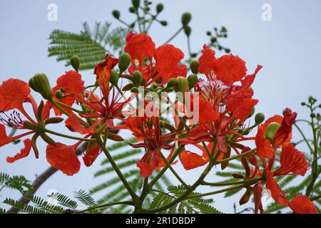 Most Popular May Mara Flowers - Red Flowers Stock Photo