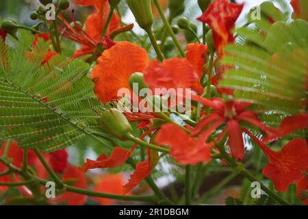 Most Popular May Mara Flowers - Red Flowers Stock Photo