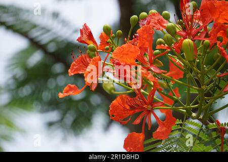 Most Popular May Mara Flowers - Red Flowers Stock Photo