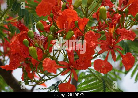 Most Popular May Mara Flowers - Red Flowers Stock Photo