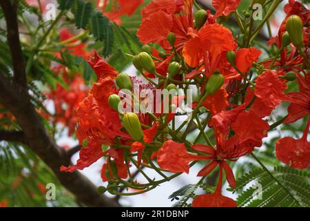 Most Popular May Mara Flowers - Red Flowers Stock Photo