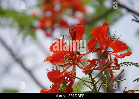 Most Popular May Mara Flowers - Red Flowers Stock Photo