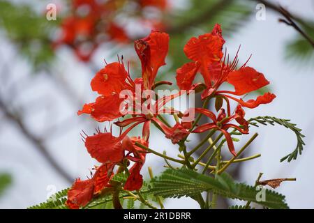 Most Popular May Mara Flowers - Red Flowers Stock Photo