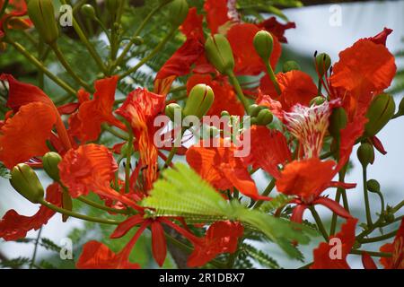 Most Popular May Mara Flowers - Red Flowers Stock Photo