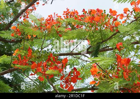 Most Popular May Mara Flowers - Red Flowers Stock Photo