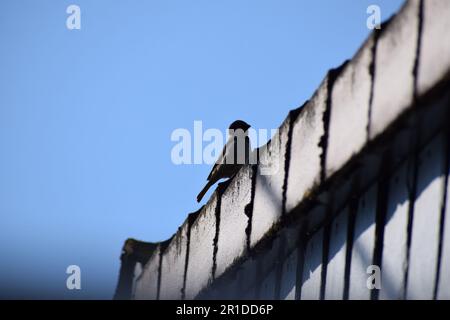 Sparrow on the Roof Stock Photo