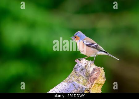 Male Chaffinch, Fringilla coelebs, perched on a tree stump. Stock Photo