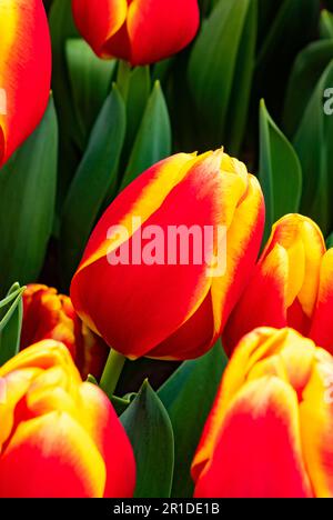 Netherlands, Amsterdam. April 2023. Keukenhof flower park. Tulipa Gesneriana, red and yellow flower Stock Photo