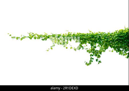 leaf vine isolates on a white background Stock Photo
