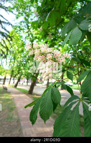 beautiful blooming chestnut trees in a park nest to Lake Balaton Hungary . Stock Photo