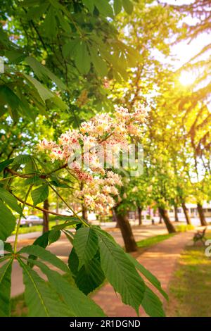 beautiful blooming chestnut trees in a park nest to Lake Balaton Hungary . Stock Photo