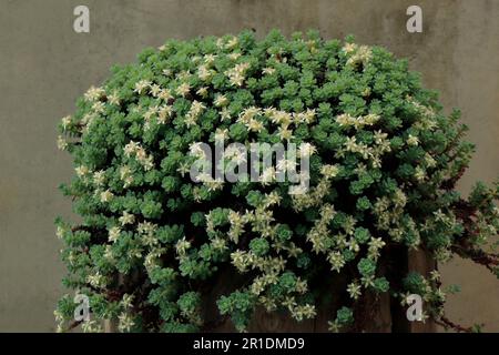 Sedum spurium or two-row stonecrop on the spot. Stock Photo