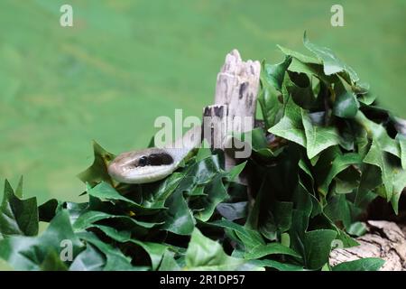 Schönnatter / Beauty rat snake / Orthriophis taeniurus callicyanous or Elaphe taeniura callicyanous Stock Photo