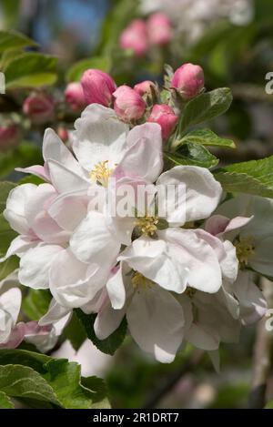 Blossom and pink buds on cox's orange pippin eating apple tree (Malus domestica) with young leaves in spring, Berkshire, May Stock Photo